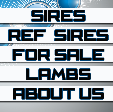 McIntire Show Lambs